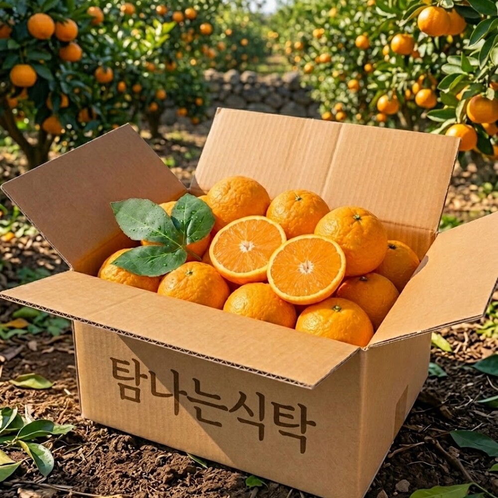 고당도 제주도 카라향 귤 2kg 3kg 5kg 10kg 산지직송 햇 밀감 황금향