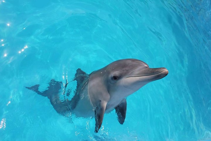 대만 예류 해양 오션 월드 입장권