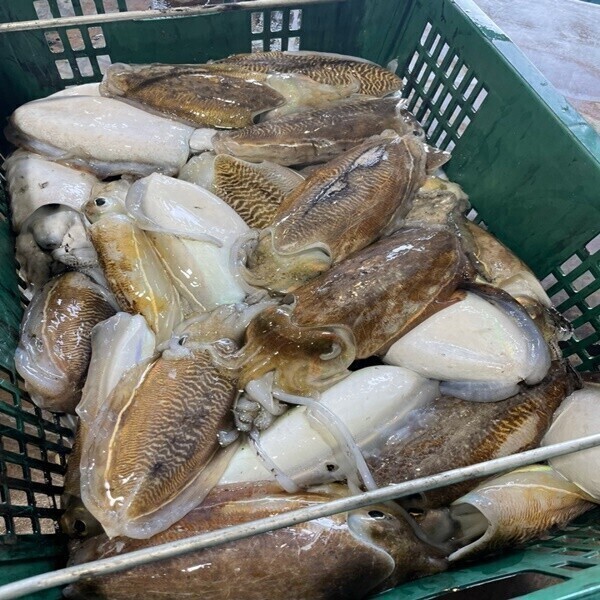 [오늘출발] (특가) 자연산 갑오징어 2kg 국내산 통찜 볶음 만능 오징어