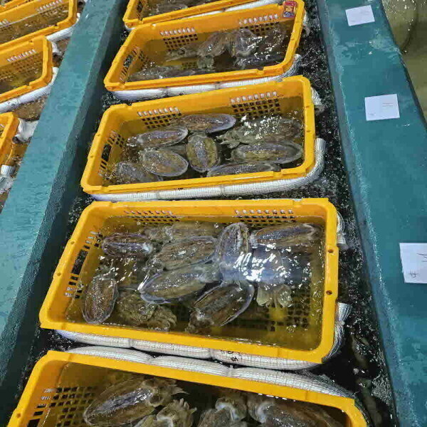 [오늘출발] 국내산 갑오징어 1kg 단 하루 특가 2~4미 당일조업 무료배송