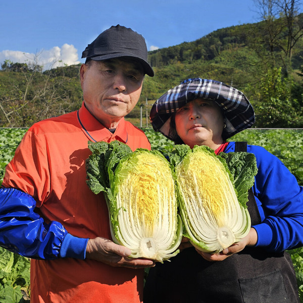 김장절임배추 강원도 고랭지절임배추 20kg 5월 6월 배송 황금 절임배추