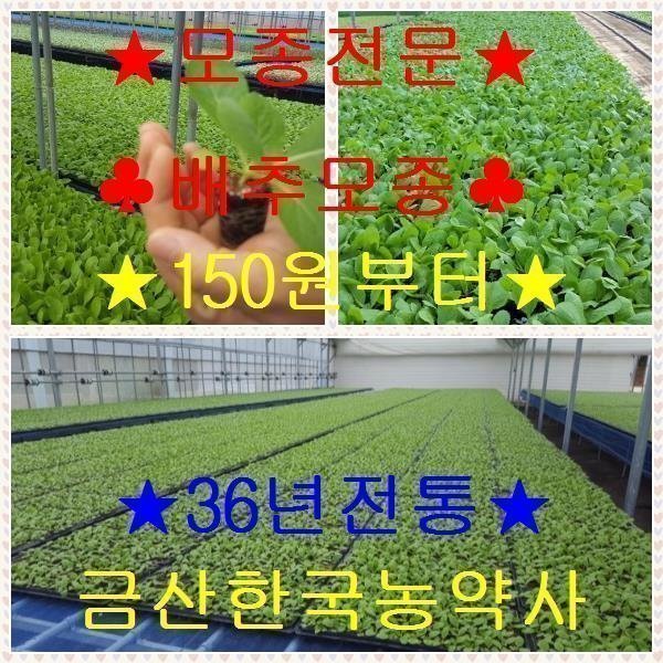 [오늘출발] //특이모종/전문/방아/루꼴라/돌산갓/파슬리/어성초/아욱/잔대/당근/땅마/아스파라거스/산마늘/고들빼기/