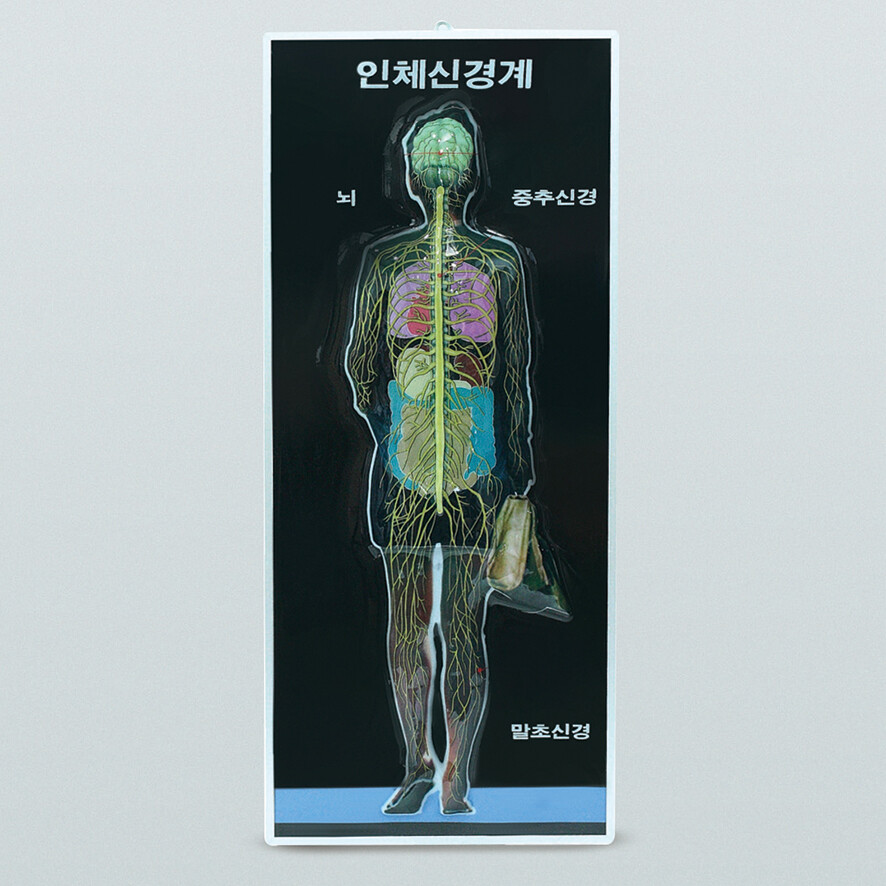 신경계모형(8차 새교육용)/ KSIC-6445 신경계모형(8차 새교육용)/ KSIC-6445
