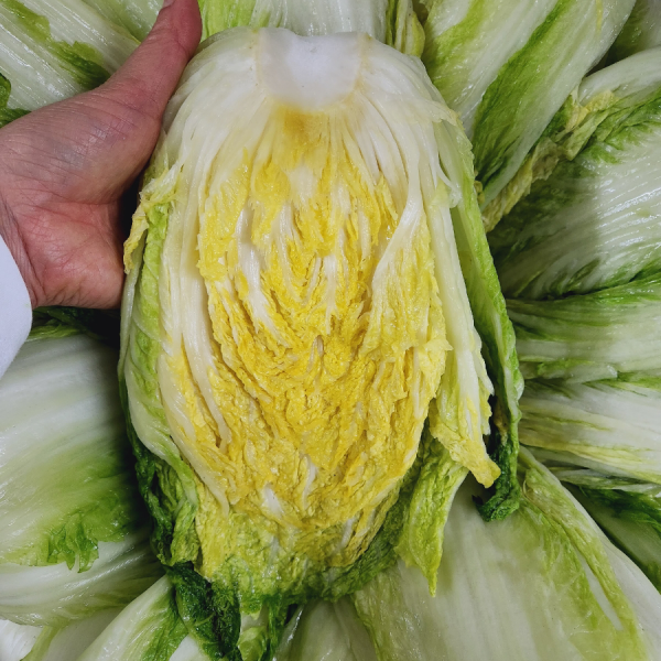 강원 고랭지 절임배추 20kg (김장배추 지정일배송) 김장 사전예약