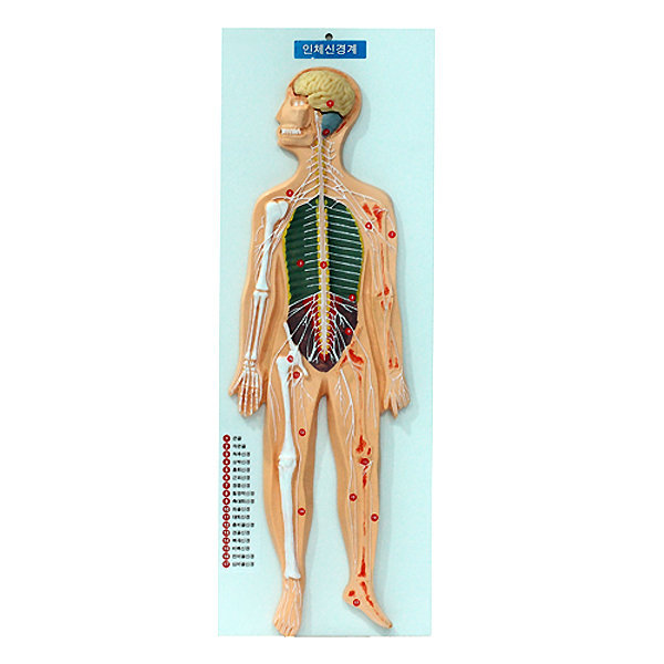 인체신경계모형(뇌척수신경계)/19년새교과용/JS-35826