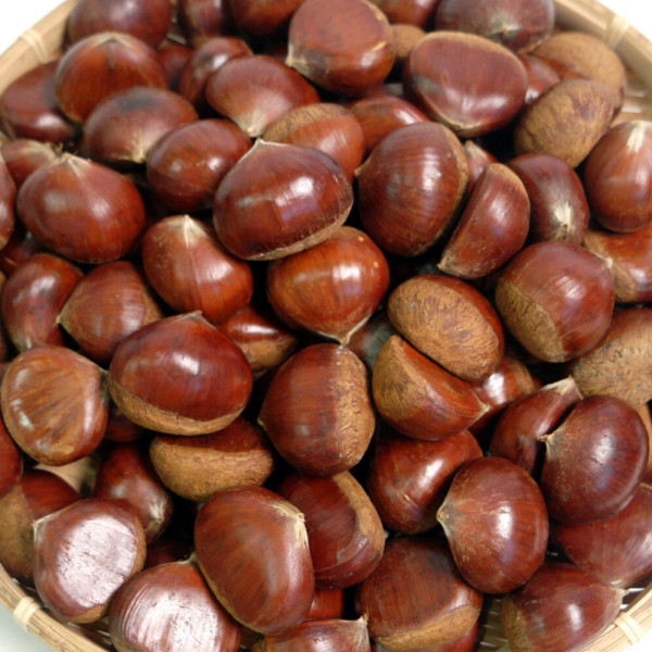 [오늘출발] 쪽빛누리 국내산 군밤용 밤 생밤 알밤 2025년 햇밤 大 2kg 물에 뜨고 겉피 썩은 밤 골라낸 2kg 정량 판매