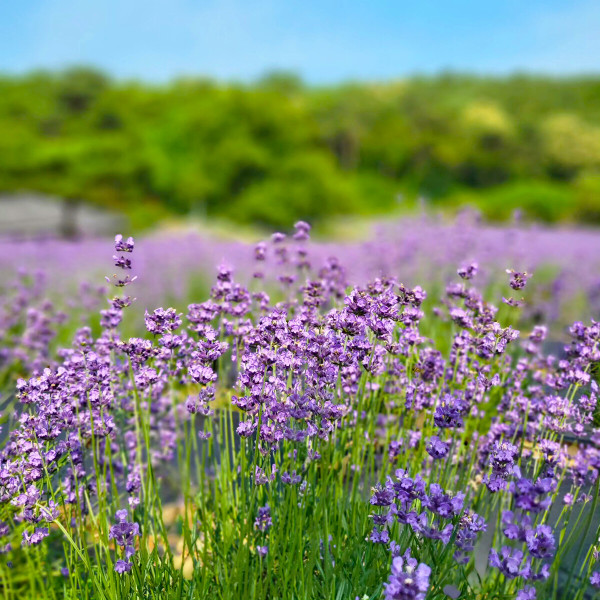 |전북| 고창/청농원/라벤더 축제/선운사/고창읍성/꽃여행/당일여행/국내여행