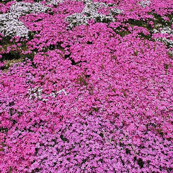 [오늘출발]꽃잔디 모종 2.5치100포트 1평식재 붉은홍설 묘목 정원