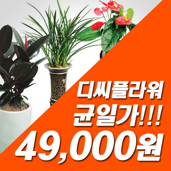 관엽화분/축하난 균일가 49000원 강남/강남구 꽃배달