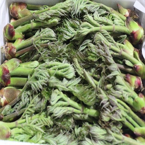 자연산 야생 참두릅/나무두릅/1kg/선물용/무료배송