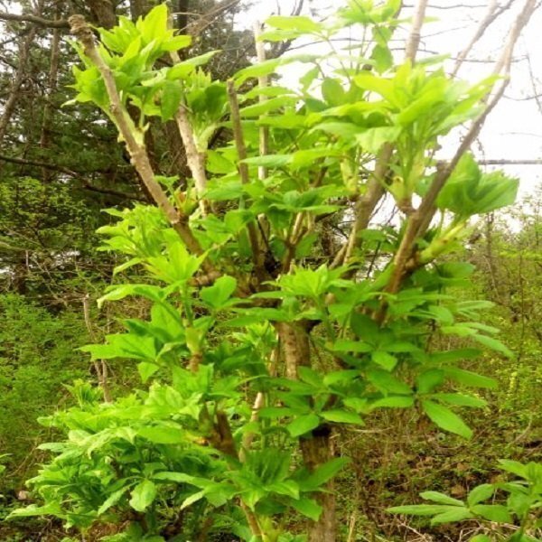 자연산 토종 야생 오가피순/1kg/당일발송/무료배송