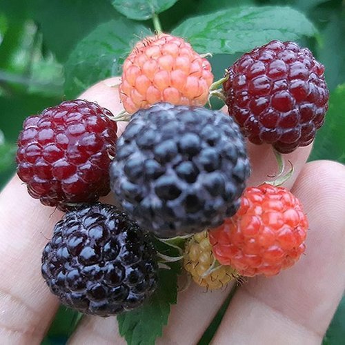 셀러허브 식품 특품 급냉 고창 복분자 2.5kg 햇복분자 토종 복분자 열매 냉동복분자