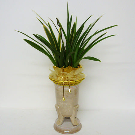 [에이스플라워]경마공원역꽃집/경마공원역꽃배달/경마공원역가까운꽃집/동양란옥금/동양란/옥금/전화상담 빠른당일배송 080-265-8585/승진축하란/영전축하란/개업축하란