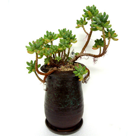 [에이스플라워]경마공원역꽃집/경마공원역꽃배달/경마공원역가까운꽃집/동양란옥금/동양란/옥금/전화상담 빠른당일배송 080-265-8585/승진축하란/영전축하란/개업축하란