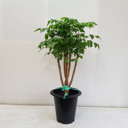 공기정화식물 녹보수 신종 대형화분 대박나무