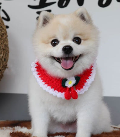 강아지케이프 체리 뜨개 핸드메이드_3COLOR / S~XL