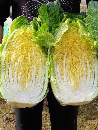 [매향농원]절임배추 20kg 김장배추 절인배추 고랭지 산지직송 예약주문