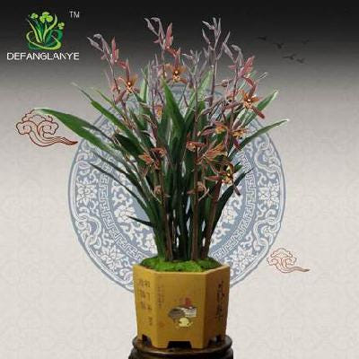 [해외]화분 화병 꽃꽂이 대형 사무실 인테리어 사각 둥근 덕방란업 난초 모밀란보 세밑기 흑실내 사계절 농향 화분재 식물 키우기