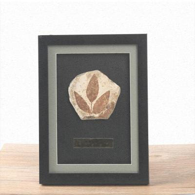 [해외]공룡 화석 발굴 키트 표본 과학 교구 어린이 광물 순수천연식물 신생대 식물 화석산왕식물 화석원석 보급 교수표본