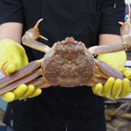 [중앙활어앤크랩]살아있는 활 박달대게 스노우크랩 1마리 800g-1.6kg 생물 킹크랩 꽃게 대게 배달