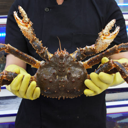 [중앙활어앤크랩]러시아 활 킹크랩 1마리 2kg-4.4kg 레드 블루 브라운 생물 배달 택배 배송