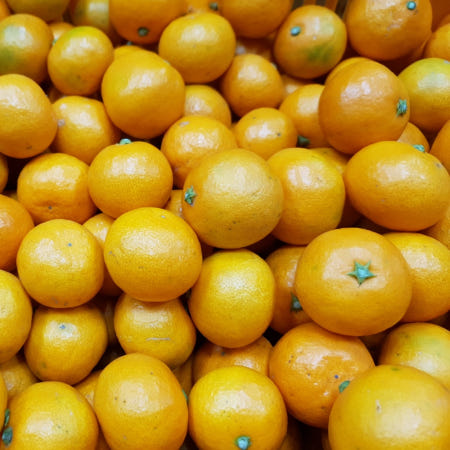 [협력사]제주 감귤 1kg~10kg 노지 타이벡 하우스 유라조생 고당도 선물용 제주직송