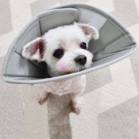강아지넥카라 고양이 강아지깔대기 애견 넥쿠션 중성화 후 대형견 쿠션 목보호대 만들기