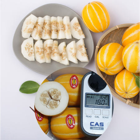 5월 성주참외 10키로 5키로 1kg 봄 26년 햇참외 못난이 3키로 산지직송 파지 제철