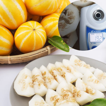 못난이참외10키로 성주 참외 시세 2키로 1kg 5k 10k 2키로 5월 제철 18브릭스