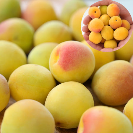 매실10키로 5키로 홍매실 황매실 청매실 왕 특 대 중 10kg 수확시기 생매실 장아찌용