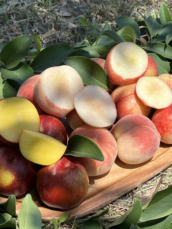 대극천 백도 딱딱이 말랑이 황도 천도 납작복숭아