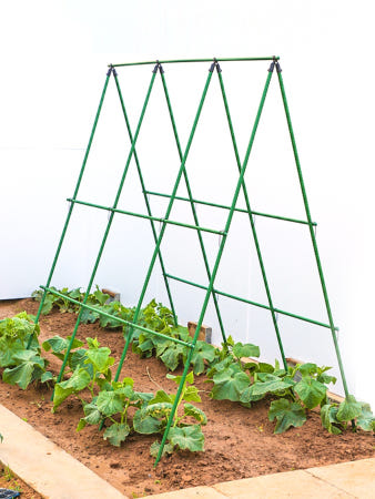 [해외]오이 지주대 텃밭 콩대 토마토 야채 식물 지지대 플라스팅 코팅 강관 원예 파이프 농사