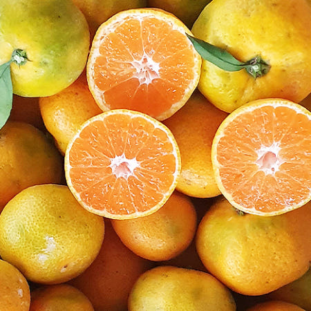 [당도보장] 10kg 제주 타이벡 감귤 서귀포 귤 조생 브릭스 10키로