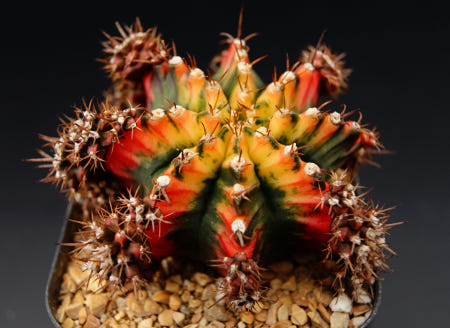 [ 짐노칼리시움 멀티칼라 최상급 ] 241205  아프리카식물 농장 에이플랜트 코덱스 caudex 구근식물 괴근식물 선인장