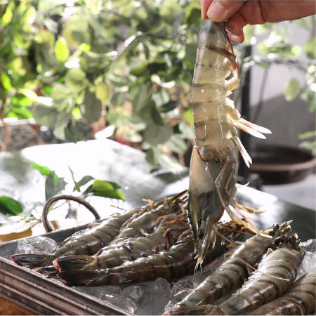 [(주)캐치아쿠아]말레이시아 블랙타이거새우 500g 모조나인코리아