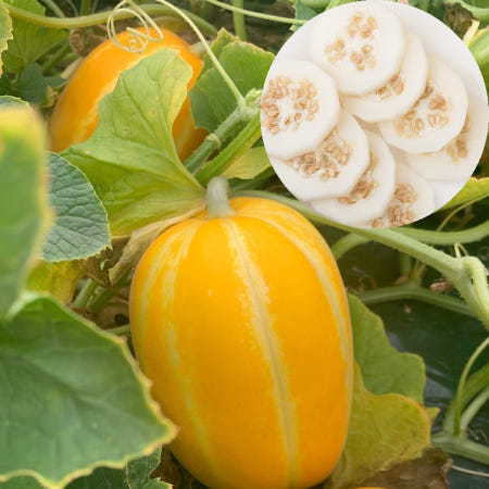 [바로보담 협력사]참외효능 10키로 5키로 1kg 성주참외시세 못난이 파지 한박스 10k 꼬마 4월 제철