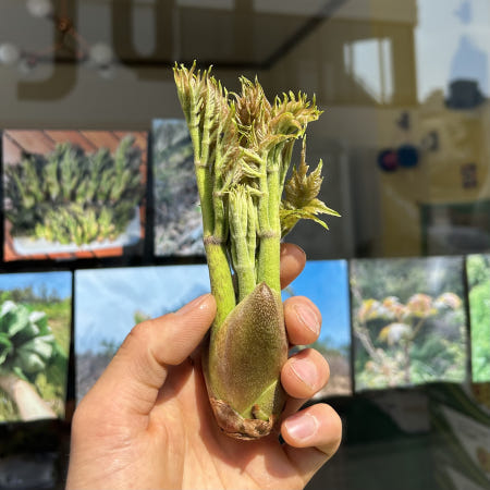 국산 무농약 참두릅 500g 1kg 첫순 두벌순 옆순 노지 야생 산 봄 산나물 덕진푸드