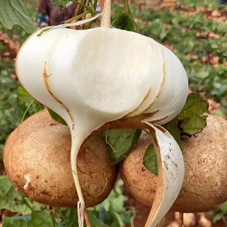 프리미엄 히카마 5kg (세계10대 슈퍼푸드,멕시코 인디언감자 얌빈)