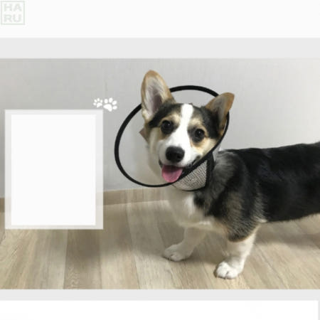 애견 목보호용 핧음방지 강아지깔때기 애견목커버 핥음방지 강아지턱받이