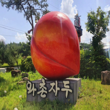 (자두 시즌) 경산 와촌 자두