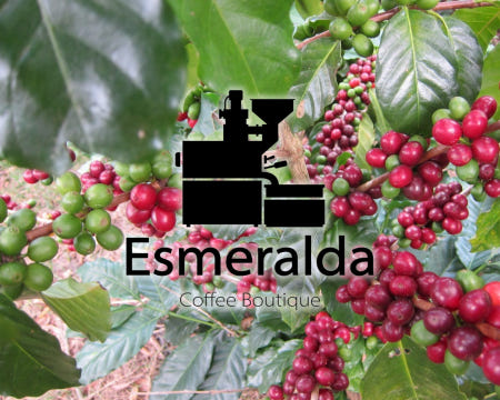 [에스메랄다]온두라스 라 소시에다드 파라이네마 내추럴 200g