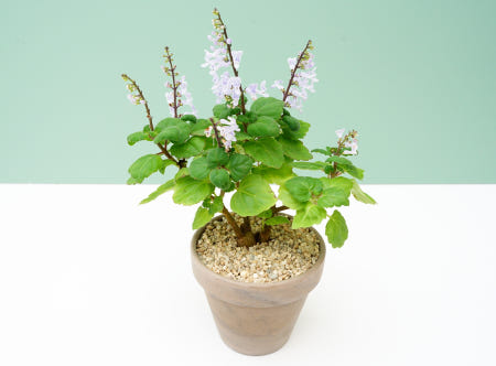 [에이플랜트]플렉트란투스 에른스티+토분세트 Plectranthus ernstii 키우기쉬운 아프리카식물