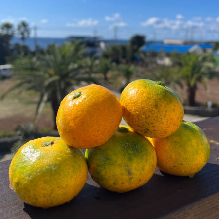 [산지직송] 당도선별 제주 유라조생감귤 로얄과 10kg (S~M) 저농약재배