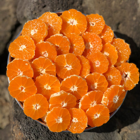 [마켓타운]제주 감귤 3kg 5kg 10kg 타이벡 귤 로얄 소과 못난이 대과