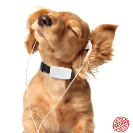 2G GSM 트래커 애완동물 TK911 위치추적기 TKSTAR 미니 최고의 강아지 무료 앱 포함 방수 IP67