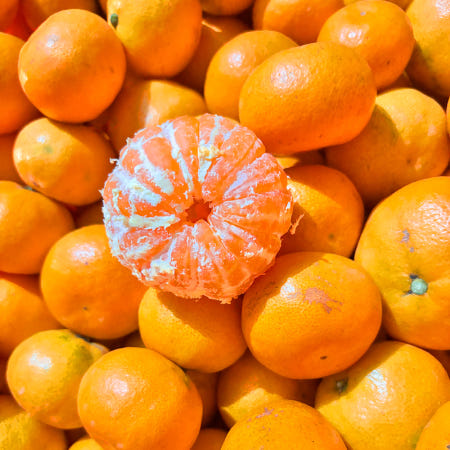 [제주감귤농장]10kg 제주도 서귀포 노지 타이벡 감귤 조생 귤 황금향 제주도노지타이벡감귤 10kg