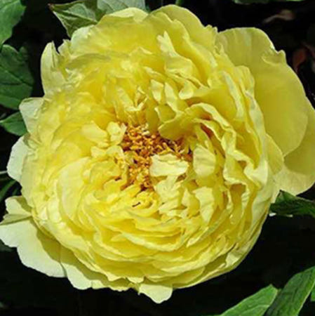 [우림원예종묘]일본목단 하이눈 2~3지 노란색 계열 모란 꽃나무 접목 3년생