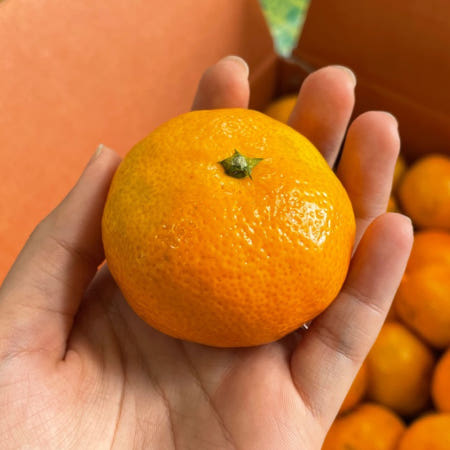 [협력사]만다린 미국산귤 제주 진지향 서귀포 고당도 당도높은 타이벡 3kg 5kg 10kg